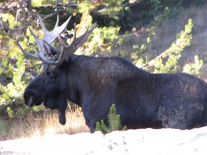 Moose Hunting Moose Hunting