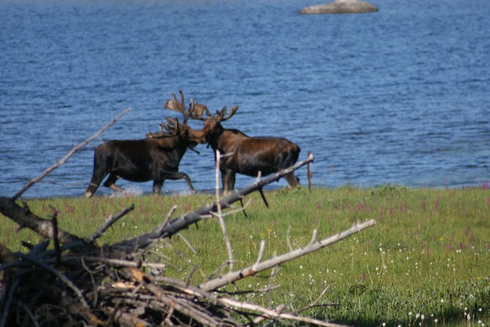 Wildlife Photo